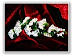 My Beloved is Red And White by Muna Shabab